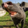 Tapir