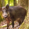 Sus scrofa rudmer zwerver saxifraga7