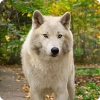 Loups