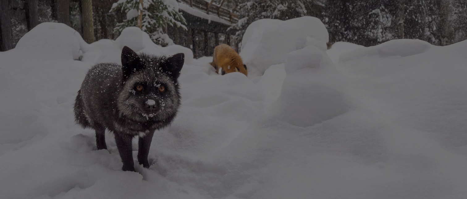 Hiver footer