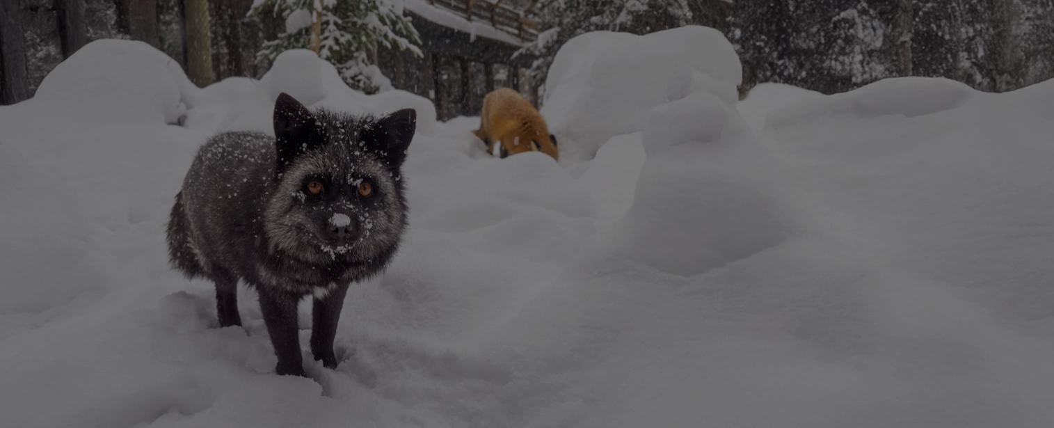 Hiver footer