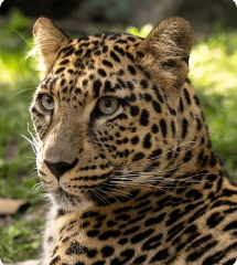 Leopard
