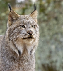 Lynx du canada