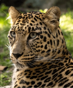 Fiche animaux