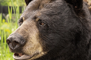 Ours