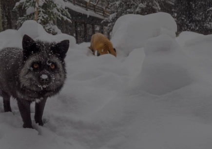 Hiver footer