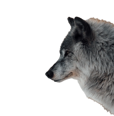 Hero loup hover