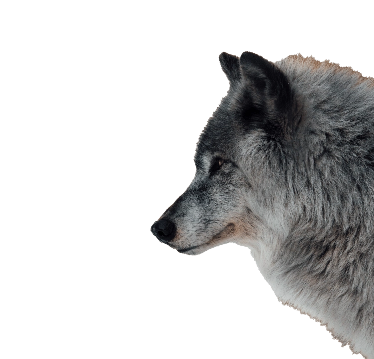 Hero loup hover