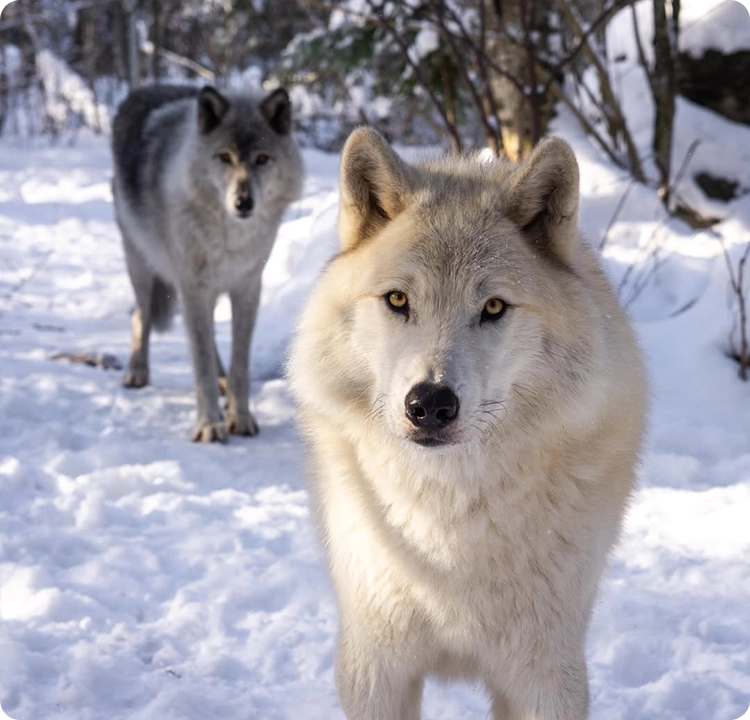 Loup bg