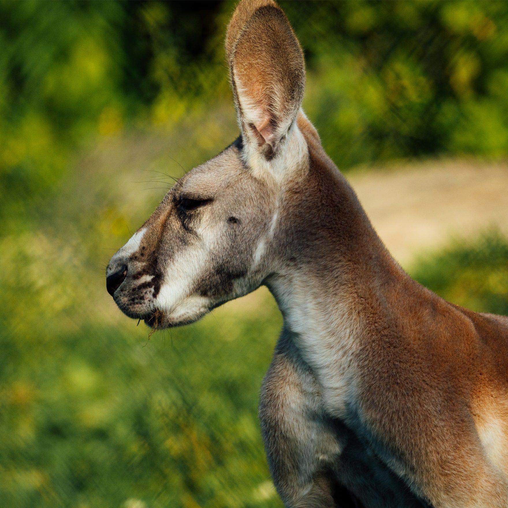 Kangarou