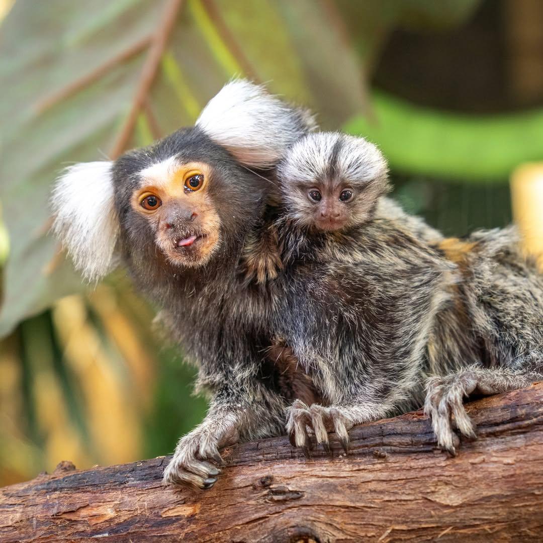 A Marmoset